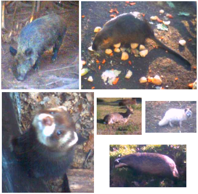 Animal Collage Animal Collage